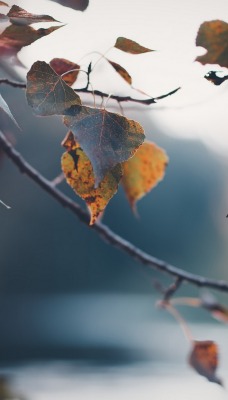 ветка листья размытость поздняя осень