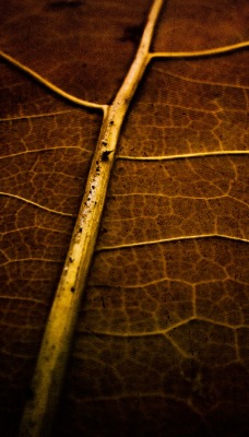 лист макро прожилки коричневый