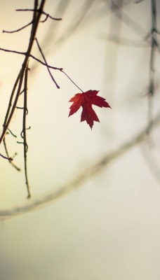 ветка листок кленовый размытость осень