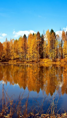 осень озеро отражение лес