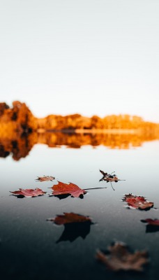 осень озеро вода листья отражение