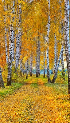 лес березы дорога осень листья