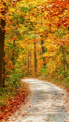 осень лес осенний лес тропинка дорога