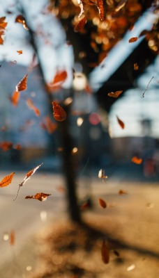 листья осень улица солнечный день