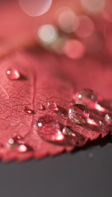 лист осень красный капли макро