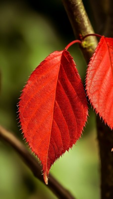 листья осень красные листья ствол ветка