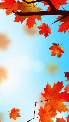 осень листья небо