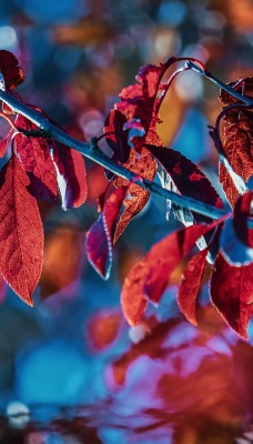 ветка осень листья красные листья