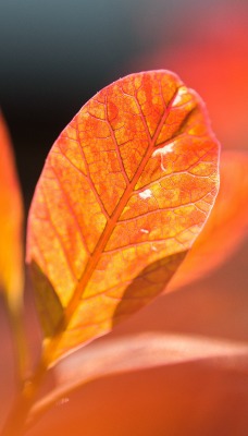 листок красный осень макро