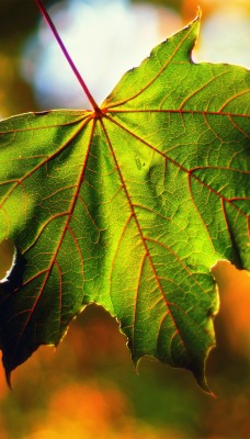 лист клен зеленый осень