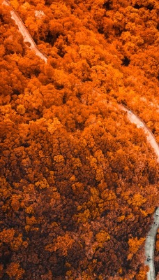 лес осень дорога ландшафт склон