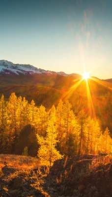 рассвет осень горы деревья желтый лес