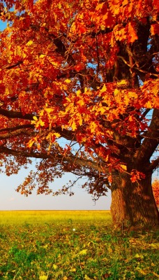 дерево поле осень горизонт
