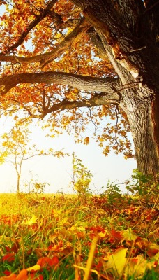 листья клен дерево осень солнечный свет