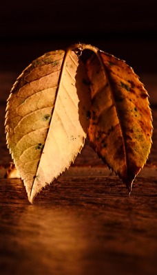 осенние листья доски минимализм