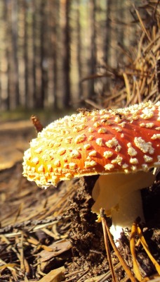 мухомор грибы в лесу