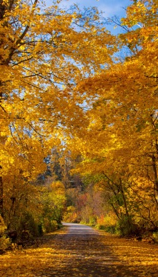 осень осенний лес листва аллея деревья