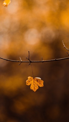 осень осенние листья ветки размытость