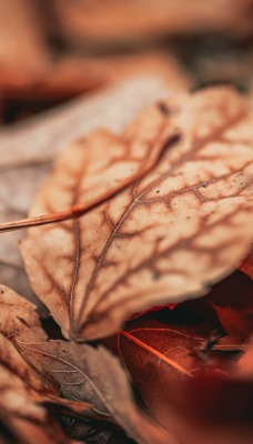 осенние листья осень засуха