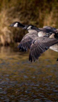 птицы полет над озером