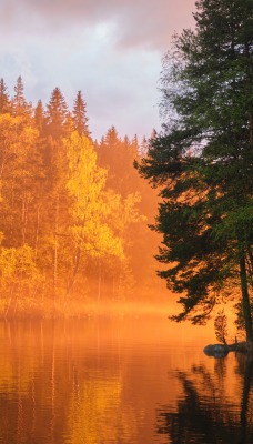 осенний лес туманность озеро деревья