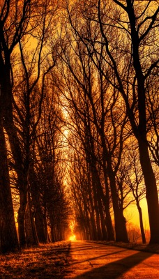 заход солнца дорога деревья