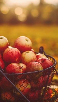 яблоки в корзине осень листва