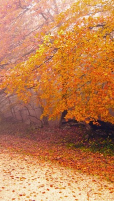 осень дерево дорога листья