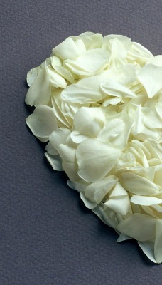 Сердце из лепестков белых роз