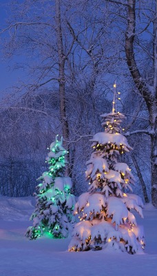 природа ель елки зима рождество