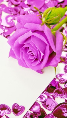 8 марта, цветок, роза