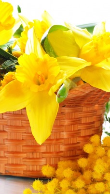 8 Марта, праздник, цветы, желтые
