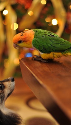Новый год праздник собачка попугай New year holiday dog parrot