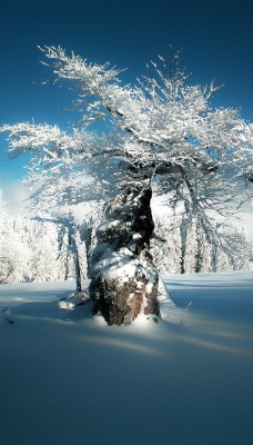 зима снег дерево иней