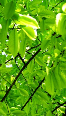Листьна дереве