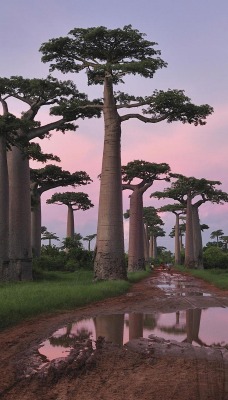 Гиганские деревь