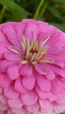 Пышный розовый цветок