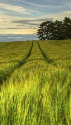 природа трава поле небо облака деревья nature grass field the sky clouds trees