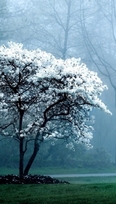 Цветущая вишня в циановом тумане