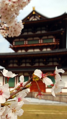 Цветание на фоне японского дворца