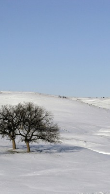 Деревья в поле снега