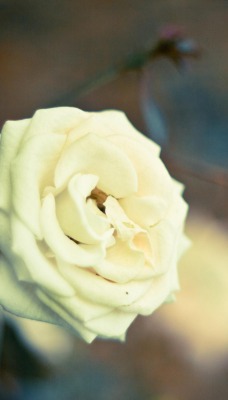 Белая роза на кусте