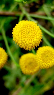 Желтые цветки
