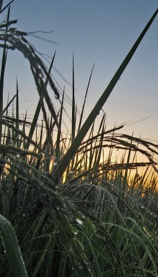 Роса на траве восход