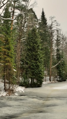 Замерзшая речка в лесу
