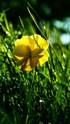 Желтый цветок в зеленой траве