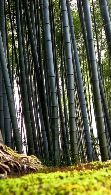 Бамбуковые заросли