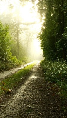 Заброшенная дорога в лесу