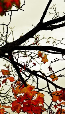 Оставшиеся листья на дереве