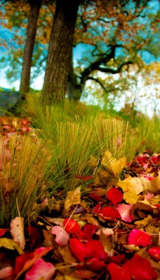 Краски осенних листьев